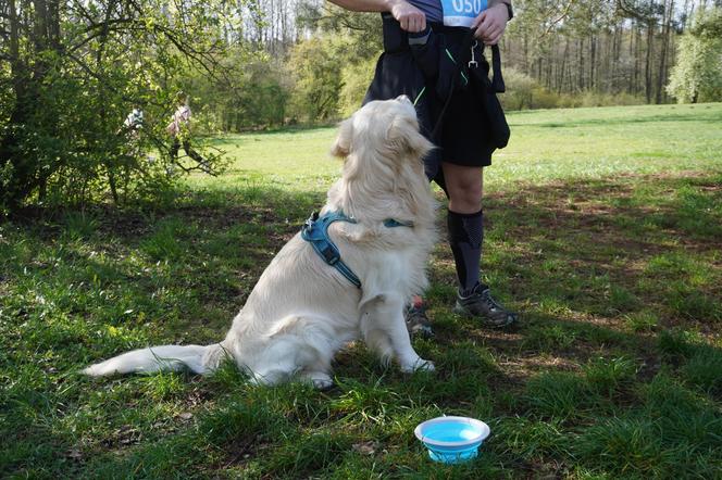 Dogtrekking w Poznaniu