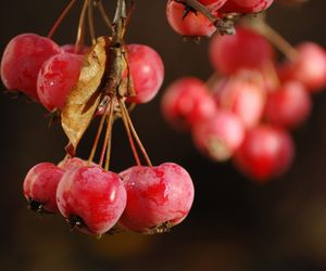 Rajskie jabłuszka: konfitura z rajskich jabłek [przepis]