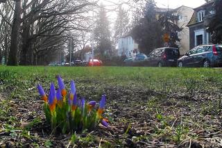 W Szczecinie zakwitły pierwsze krokusy