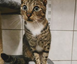 Podopieczni schroniska w Bytomiu