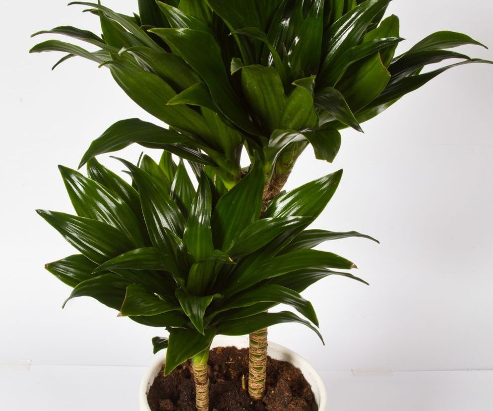 Dracena deremeńska