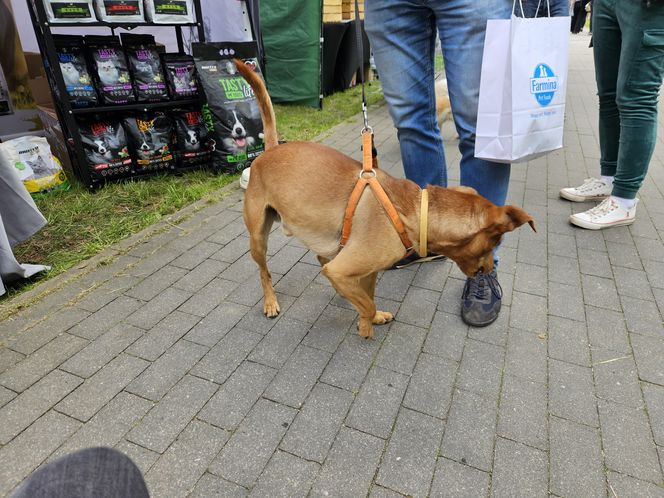 Festiwal Przyjaciół Zwierząt w Olsztynie. Park Centralny opanowały radosne pieski