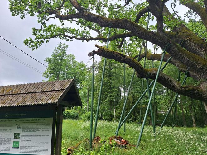Dąb Bartek w Zagnańsku ucierpiał w czasie wichury