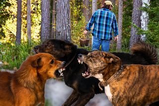 Nie żyje 46-latek zaatakowany przez trzy psy! Zmarł mimo kilku operacji i amputacji kończyn [AKTUALIZACJA]