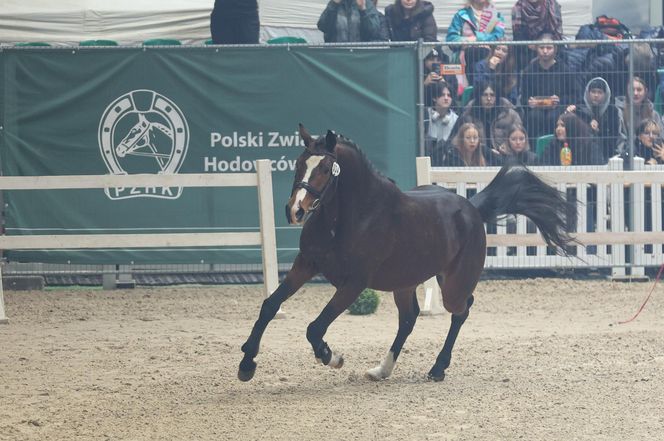 Czempionat Koni Ras Szlachetnych i Pokaz Ogierów Hodowlanych w Radzionkowie