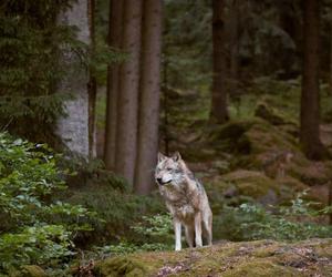 Atak wilków w gminie Cedynia! To nie pierwszy raz 