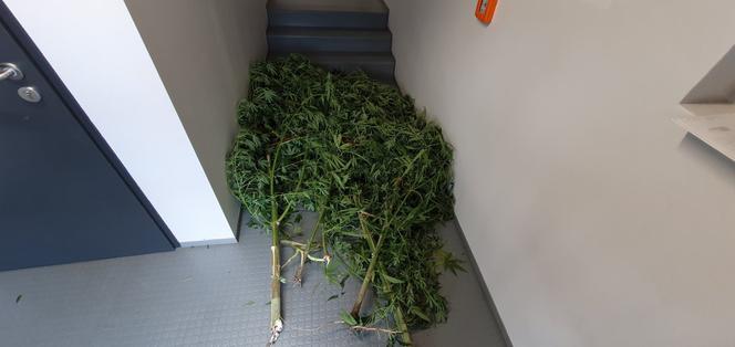 Zbiorów nie będzie, zebrali je policjanci