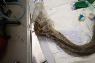 Operacja nogi strusia Tadzia