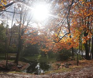 Park Wilsona jesienią