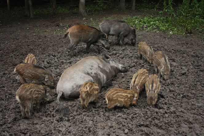 Olsztyn: Dziki opanowały miasto. Wyjadają śmieci z koszy, chodzą ulicami miasta