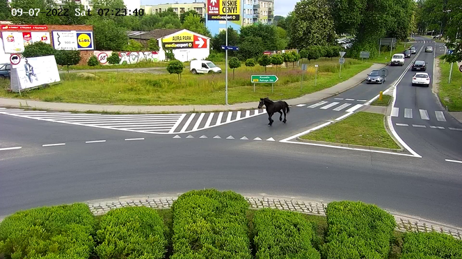 Konik na gigancie. Niecodzienna akcja w centrum Szczecinka