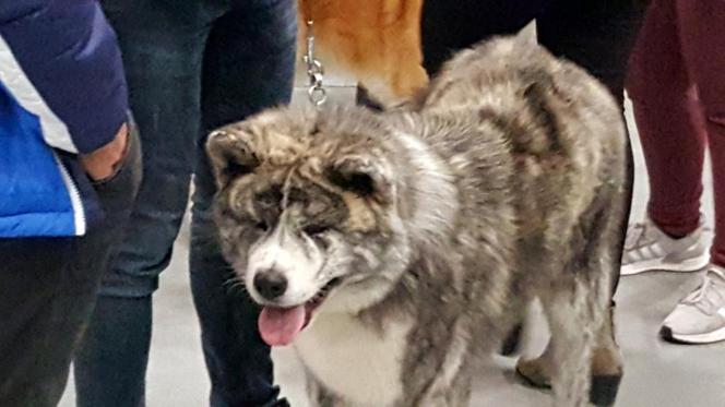 Tysiące psów i odwiedzających. II Międzynarodowa wystawa Psów Rasowych odbyła się w Bydgoszczy