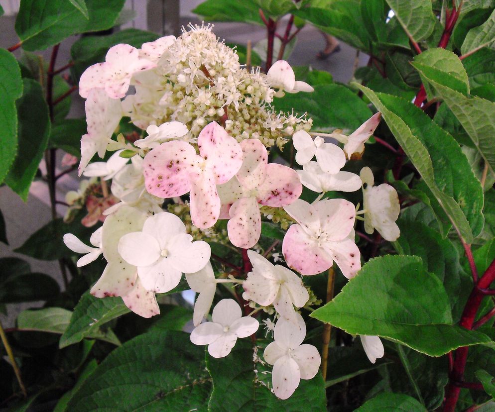 Hortensja bukietowa 'Wim's Red'