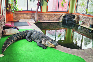 Oddajcie mi aligatora!