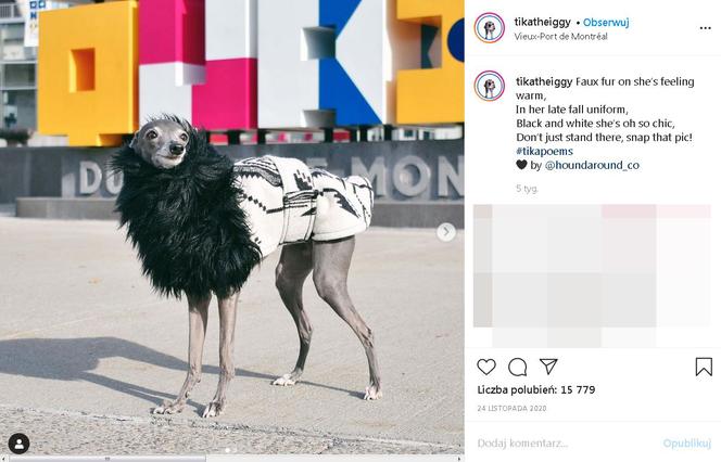 Najmodniejszy pies świata! Te psie kreacje szokują