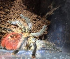Otworzył kosz na śmieci i zamarł! Odkrycie jak z horroru w Krakowie