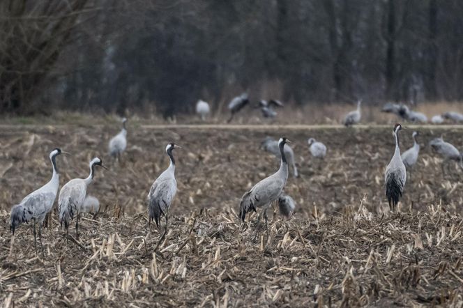 Żurawie powróciły do Poleskiego Parku Narodowego