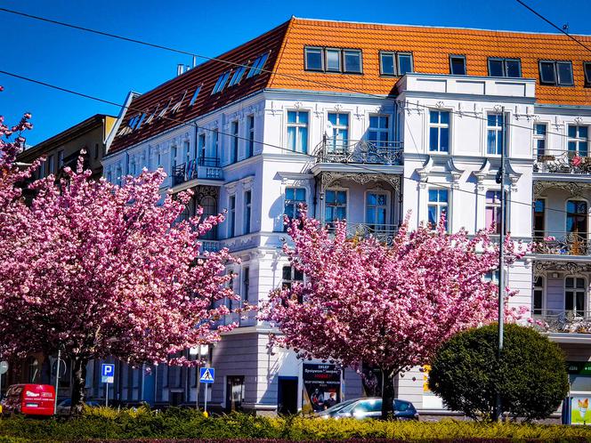 Kwiaty w centrum Szczecina