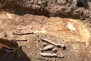 Odkrycie archeologiczne w Mysłowicach