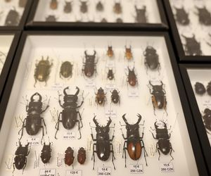 I Międzynarodowy Dzień Wymiany Owadów i Targi Entomologiczne w Bytomiu