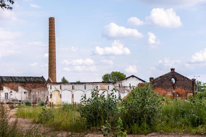 Drucianka Campus na terenie fabryki Drucianka – krzaki i ruiny