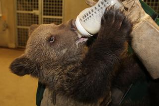 Minął rok, odkąd w poznańskim zoo zamieszkała niedźwiedzica Cisna [ZDJĘCIA + WIDEO]