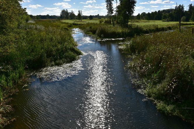 Białowieski Park Narodowy