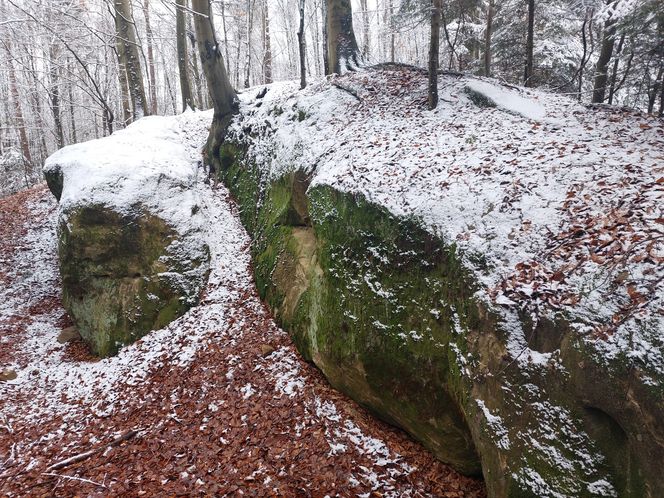 Dudniacz w Szufnarowej