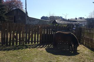 Zagajnik Wielkanocny w Będzinie