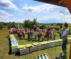 Czereśnie na farmie Jabusko w Świętokrzyskiem