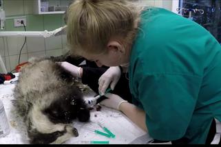 Pozszywali borsuka Karola