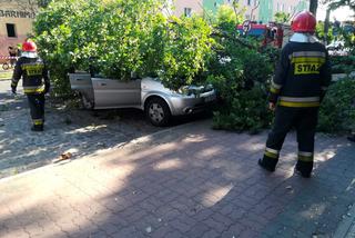 Zrobiony w żołądź