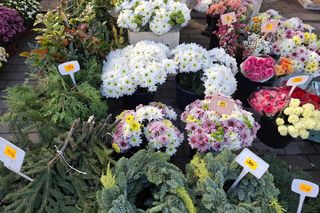 Jakie kwiaty na Wszystkich Świętych? ZDJĘCIA