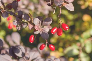 Krzewy łatwe w uprawie