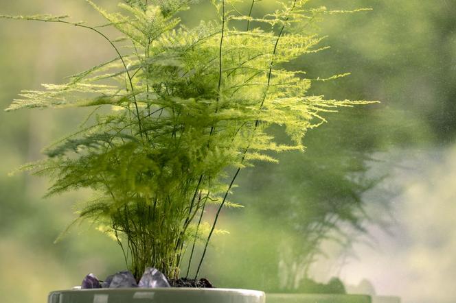 Asparagus pierzasty - Asparagus setaceus