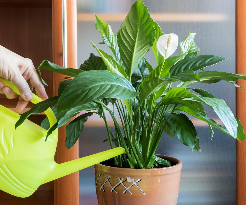 Jak podlewać skrzydłokwiat? Te zasady warto znać!