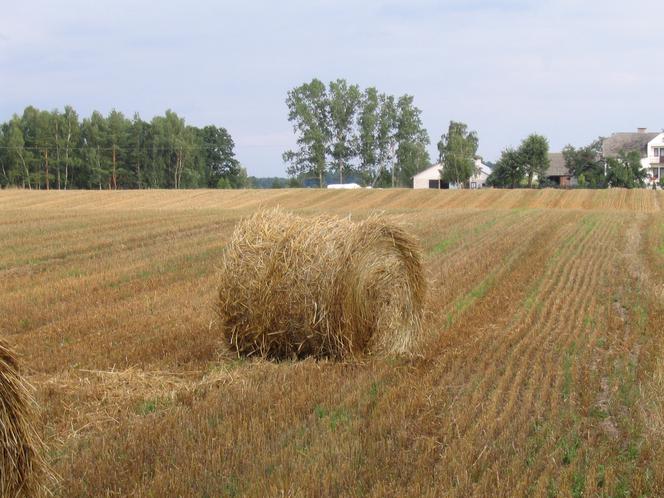 Opał w pełni ekologiczny