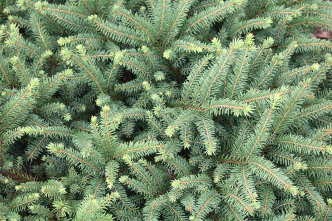 Świerk kłujący Picea 'Glauca'