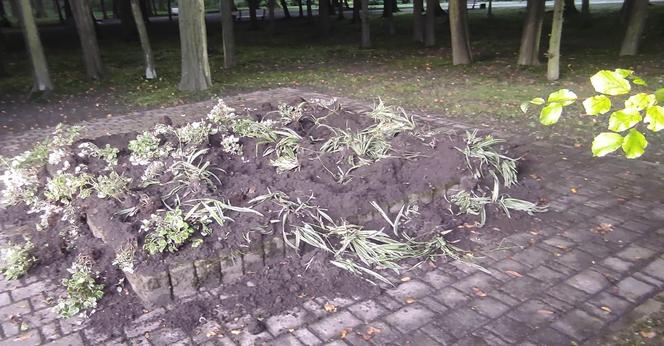 Jak wygląda Park Kościuszki po nocnej wizycie dzików