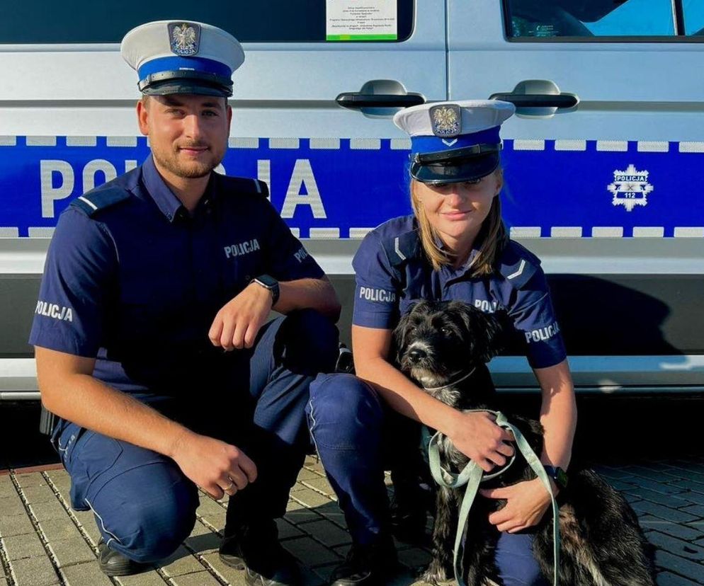 Chwile grozy w Zabrzu. Pies biegał między autami