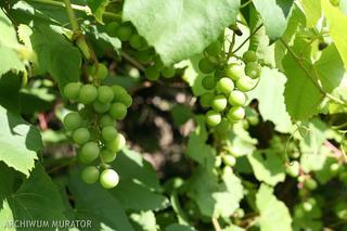 Winorośl: jaką odmianę winogron wybrać 