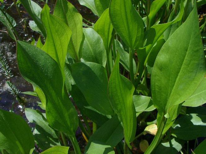 Żabieniec babka wodna - Alisma plantago-aquatica