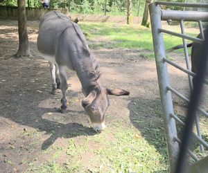 Zaglądamy do mieszkańców bydgoskiego ZOO. Kto mieszka w sercu Myślęcinka?