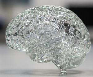 Dziedziczenie inteligencji. Naukowcy wskazują jednoznaczną odpowiedź