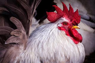 STREFA ZAGROŻENIA ptasią grypą w Łódzkiem. W niebezpieczeństwie kilkanaście miejscowości