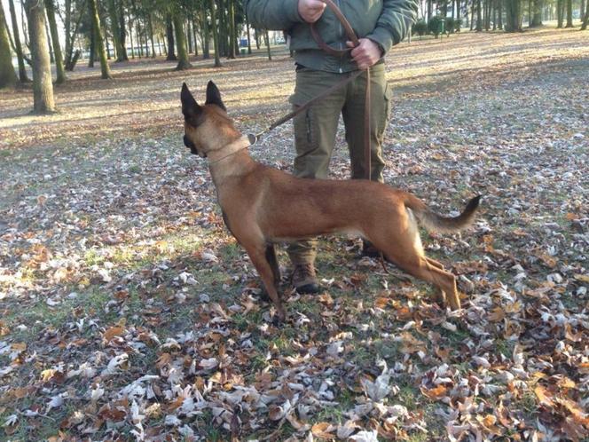 Nowa policjantka w szeregach podkarpackiej policji.  To Olimpia, młody owczarek belgijski [ZDJĘCIA]