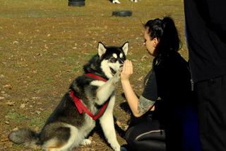 Husky opanowały Psi Park! [GALERIA]