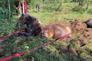W bagnie utknęło 9 koni! Wyczerpująca akcja straży