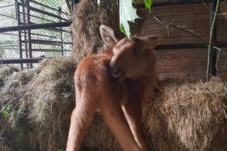 Mała samiczka łosia zgubiła mamę. Schronienie znalazła w bydgoski zoo [ZDJĘCIA, WIDEO]