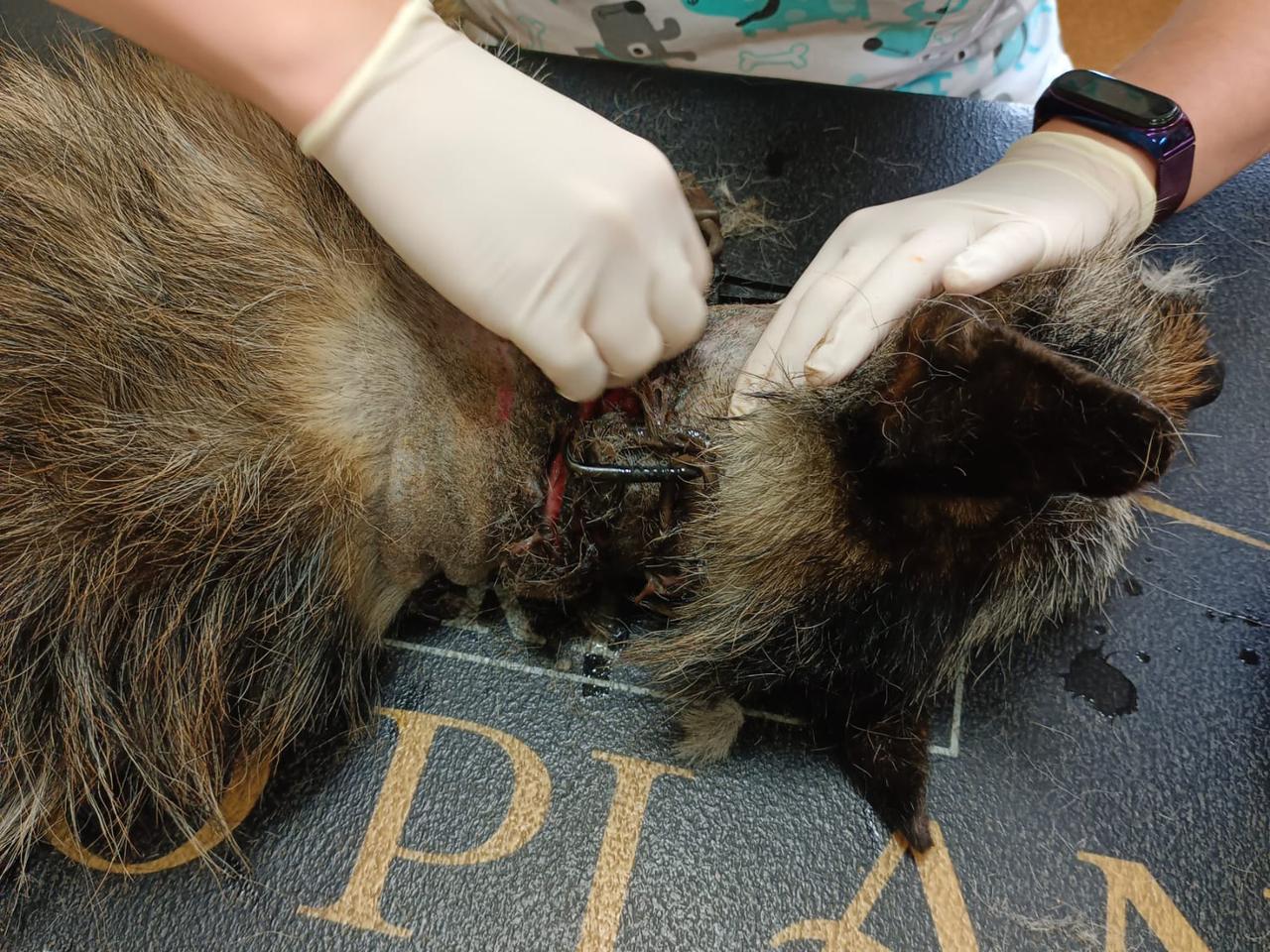 Wierzchowo: Przerażający widok, którego nie da się zapomnieć. Ludzie zgotowali psu koszmarny los [DRASTYCZNE ZDJĘCIA]